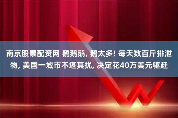南京股票配资网 鹅鹅鹅, 鹅太多! 每天数百斤排泄物, 美国一城市不堪其扰, 决定花40万美元驱赶